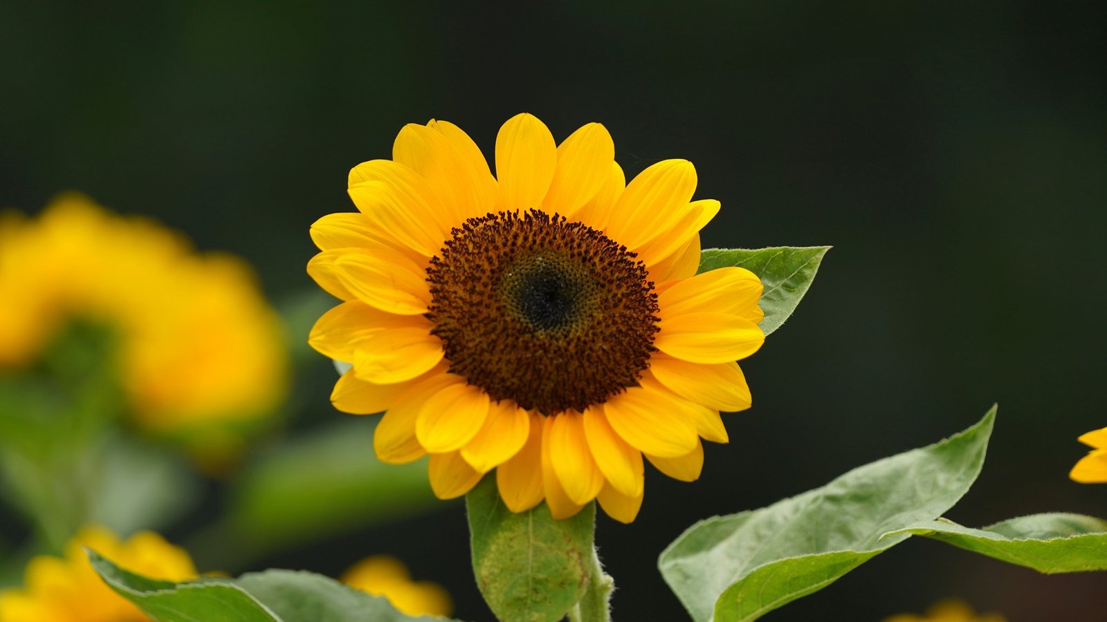 Photo of Sarah enjoying lunch with her caregiver