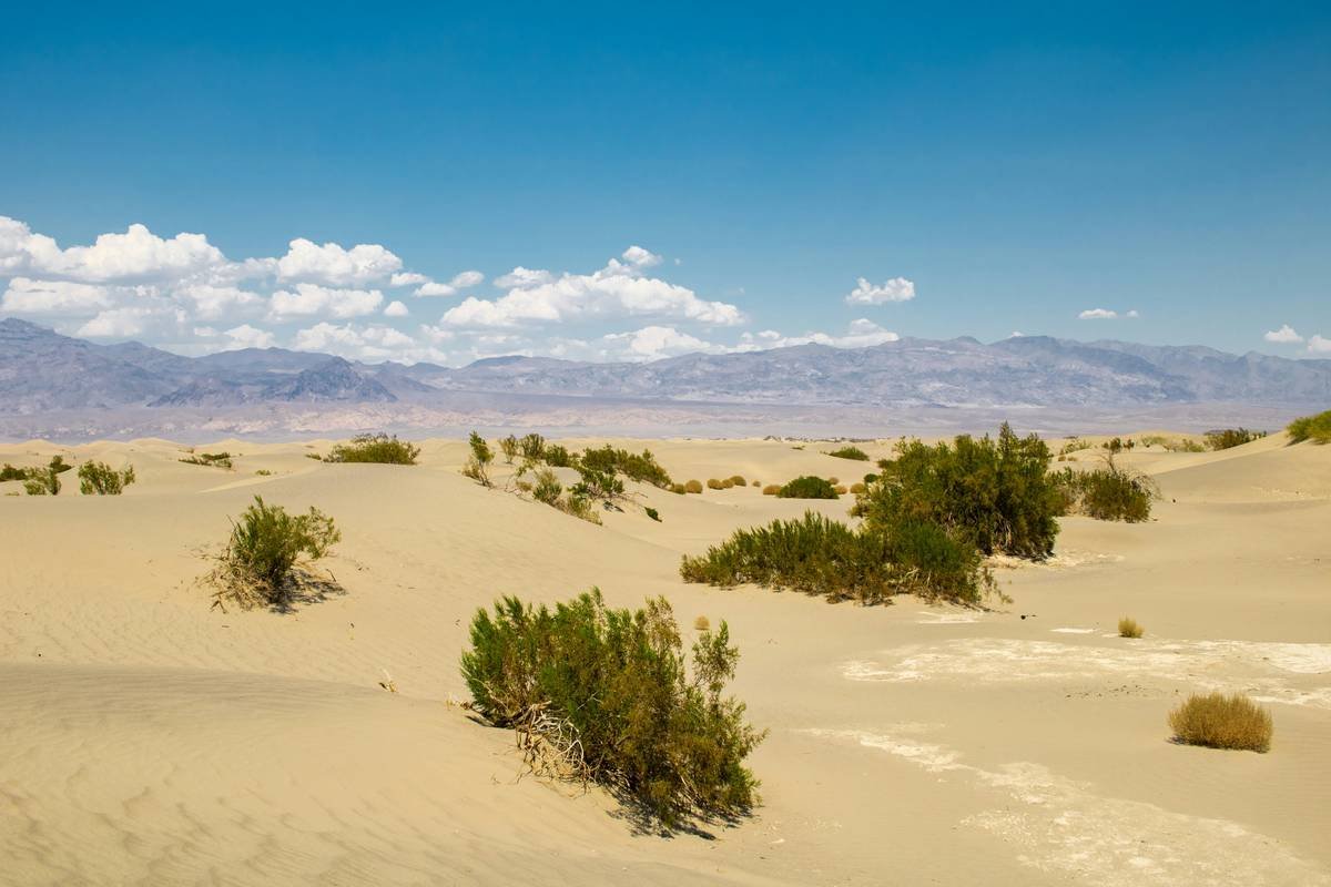 Mesquite Flat Sand Dunes, situated in Death Valley National Park, cover an area of about 14 square miles and reach heights up to 100 feet. These dunes are composed of fine quartz sand, shaped by winds into dramatic, ever-changing formations. The area includes crescent, linear, and star-shaped dunes, offering diverse terrain for exploration. Best viewed at sunrise or sunset, the dunes create striking contrasts of light and shadow. Accessible from the main road, they are a popular spot for hiking, photography, and stargazing.