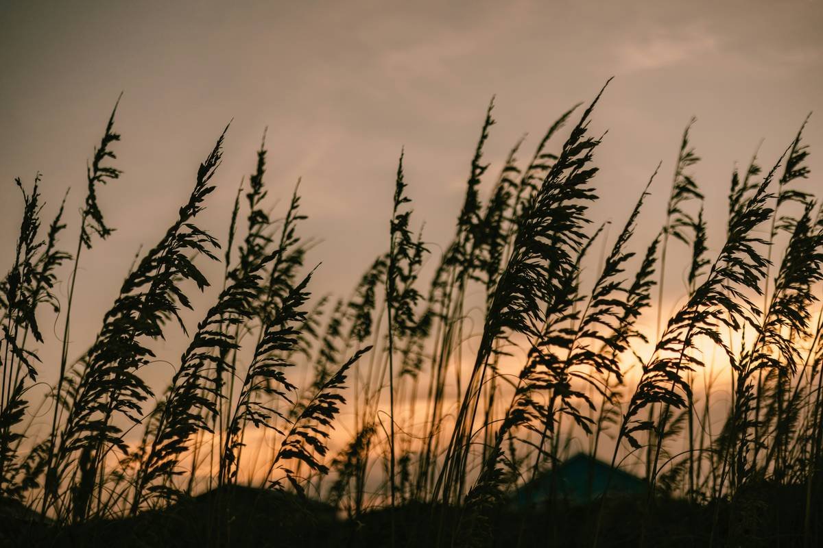 Sand dunes at Golden Hour